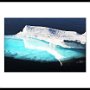 Arctic Greenland 033